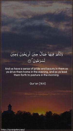 An-Nahl Ayah 6 - Arabic + English wallpaper