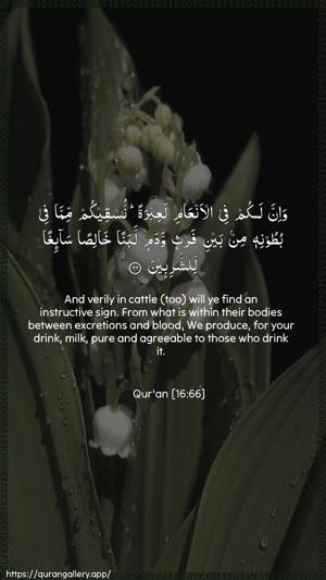 An-Nahl Ayah 66 - Arabic + English wallpaper