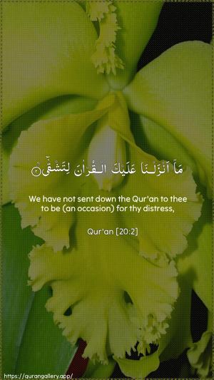Taa-Haa Ayah 2 - Arabic + English wallpaper