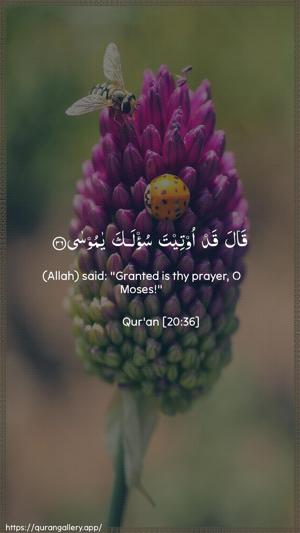 Taa-Haa Ayah 36 - Arabic + English wallpaper
