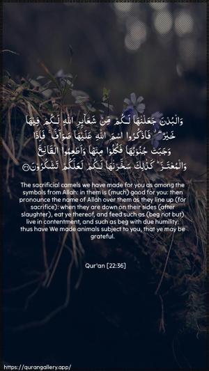Al-Hajj Ayah 36 - Arabic + English wallpaper