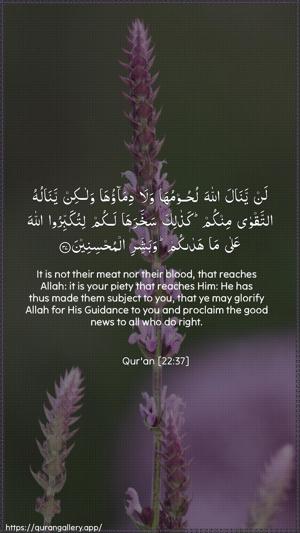 Al-Hajj Ayah 37 - Arabic + English wallpaper