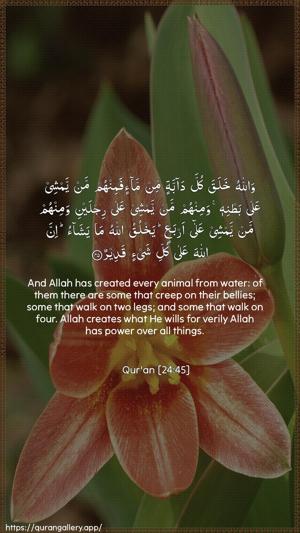 An-Noor Ayah 45 - Arabic + English wallpaper