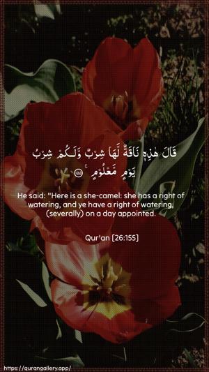 Ash-Shu"araa Ayah 155 - Arabic + English wallpaper