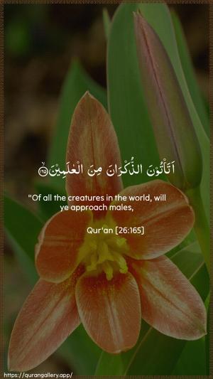 Ash-Shu"araa Ayah 165 - Arabic + English wallpaper