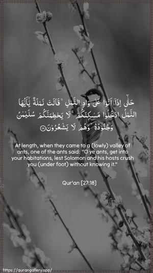 An-Naml Ayah 18 - Arabic + English wallpaper