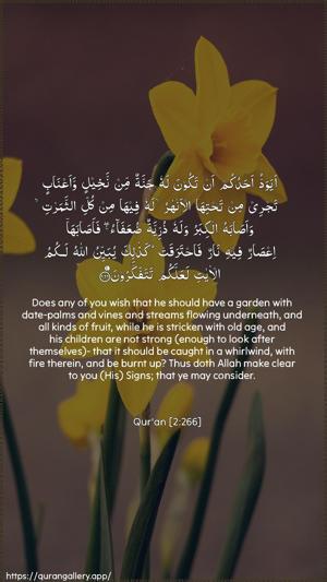 Al-Baqara Ayah 266 - Arabic + English wallpaper
