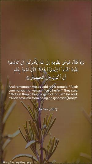 Al-Baqara Ayah 67 - Arabic + English wallpaper