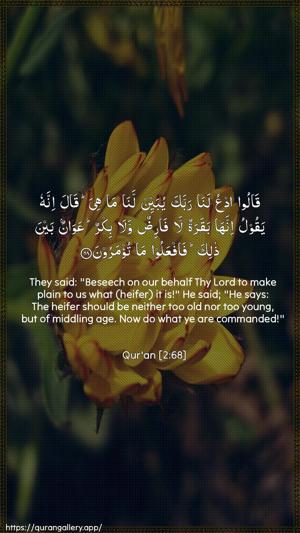 Al-Baqara Ayah 68 - Arabic + English wallpaper