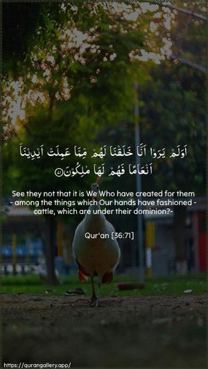 Yaseen Ayah 71 - Arabic + English wallpaper