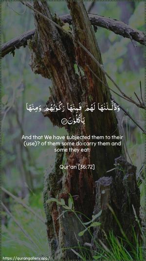 Yaseen Ayah 72 - Arabic + English wallpaper