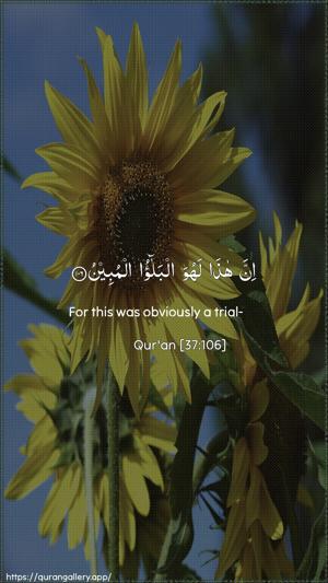 As-Saaffaat Ayah 106 - Arabic + English wallpaper