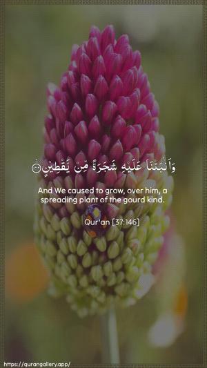 As-Saaffaat Ayah 146 - Arabic + English wallpaper