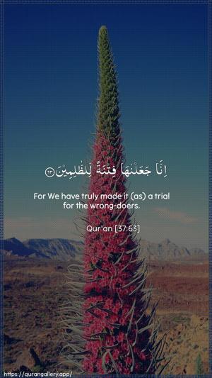 As-Saaffaat Ayah 63 - Arabic + English wallpaper