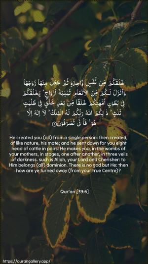 Az-Zumar Ayah 6 - Arabic + English wallpaper