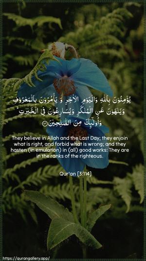 Aal-i-Imraan Ayah 114 - Arabic + English wallpaper