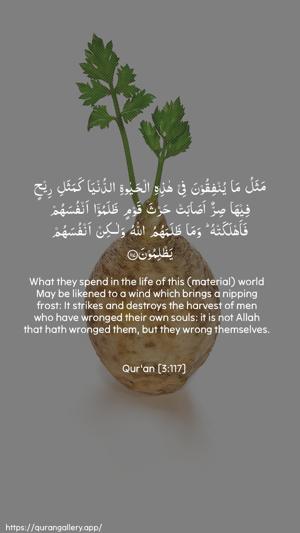 Aal-i-Imraan Ayah 117 - Arabic + English wallpaper