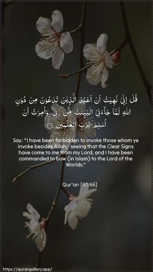 Al-Ghaafir Ayah 66 - Arabic + English wallpaper