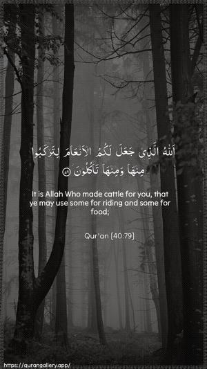 Al-Ghaafir Ayah 79 - Arabic + English wallpaper