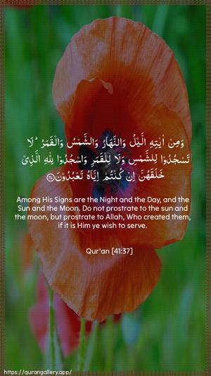 Fussilat Ayah 37 - Arabic + English wallpaper