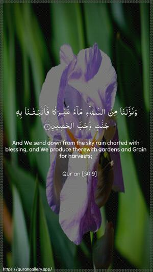 Qaaf Ayah 9 - Arabic + English wallpaper