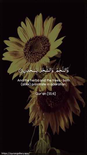 Ar-Rahmaan Ayah 6 - Arabic + English wallpaper