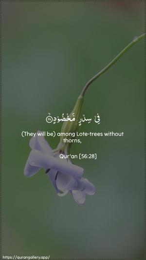 Al-Waaqia Ayah 28 - Arabic + English wallpaper