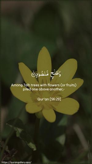 Al-Waaqia Ayah 29 - Arabic + English wallpaper