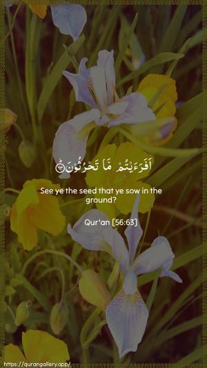 Al-Waaqia Ayah 63 - Arabic + English wallpaper