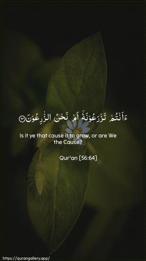 Al-Waaqia Ayah 64 - Arabic + English wallpaper