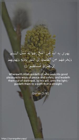 Al-Maaida Ayah 16 - Arabic + English wallpaper