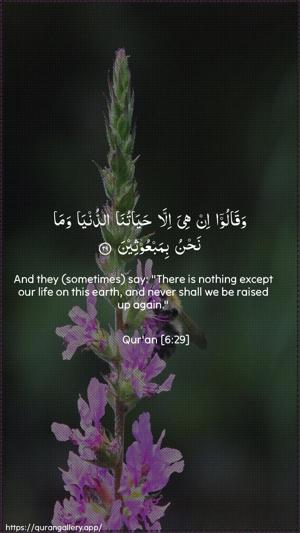 Al-An"aam Ayah 29 - Arabic + English wallpaper