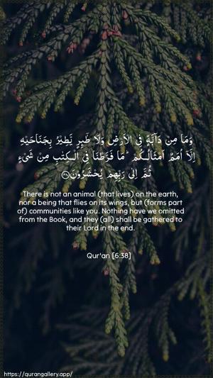 Al-An"aam Ayah 38 - Arabic + English wallpaper