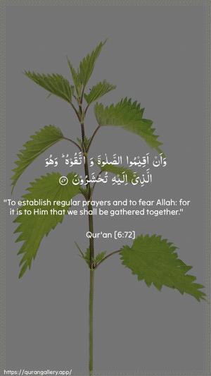 Al-An"aam Ayah 72 - Arabic + English wallpaper