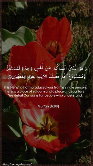 Al-An"aam Ayah 98 - Arabic + English wallpaper