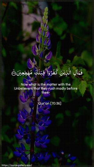 Al-Ma"aarij Ayah 36 - Arabic + English wallpaper