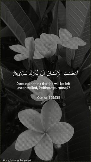 Al-Qiyaama Ayah 36 - Arabic + English wallpaper