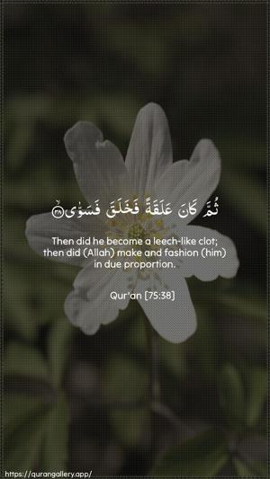 Al-Qiyaama Ayah 38 - Arabic + English wallpaper