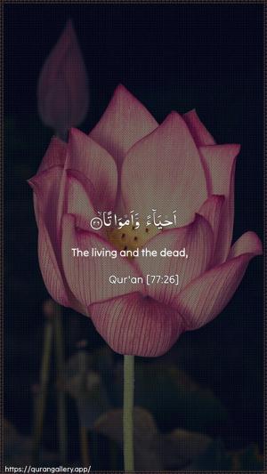 Al-Mursalaat Ayah 26 - Arabic + English wallpaper