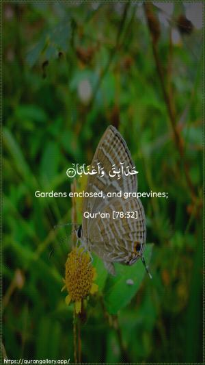An-Naba Ayah 32 - Arabic + English wallpaper