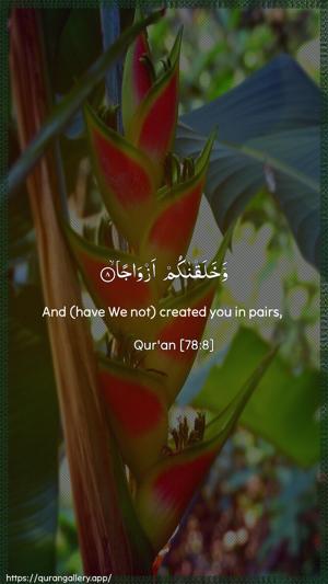 An-Naba Ayah 8 - Arabic + English wallpaper
