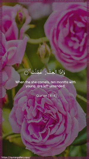 At-Takwir Ayah 4 - Arabic + English wallpaper