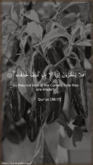 Al-Ghaashiya Ayah 17 - Arabic + English wallpaper